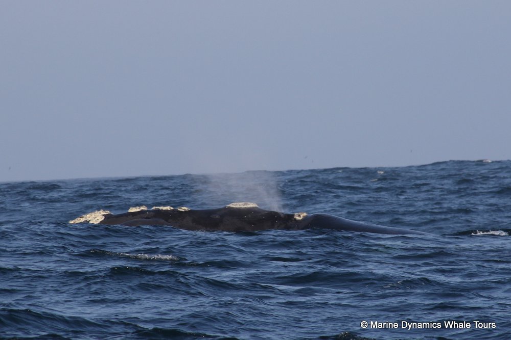 Southern right whale, whale watching, gansbaai, south africa,