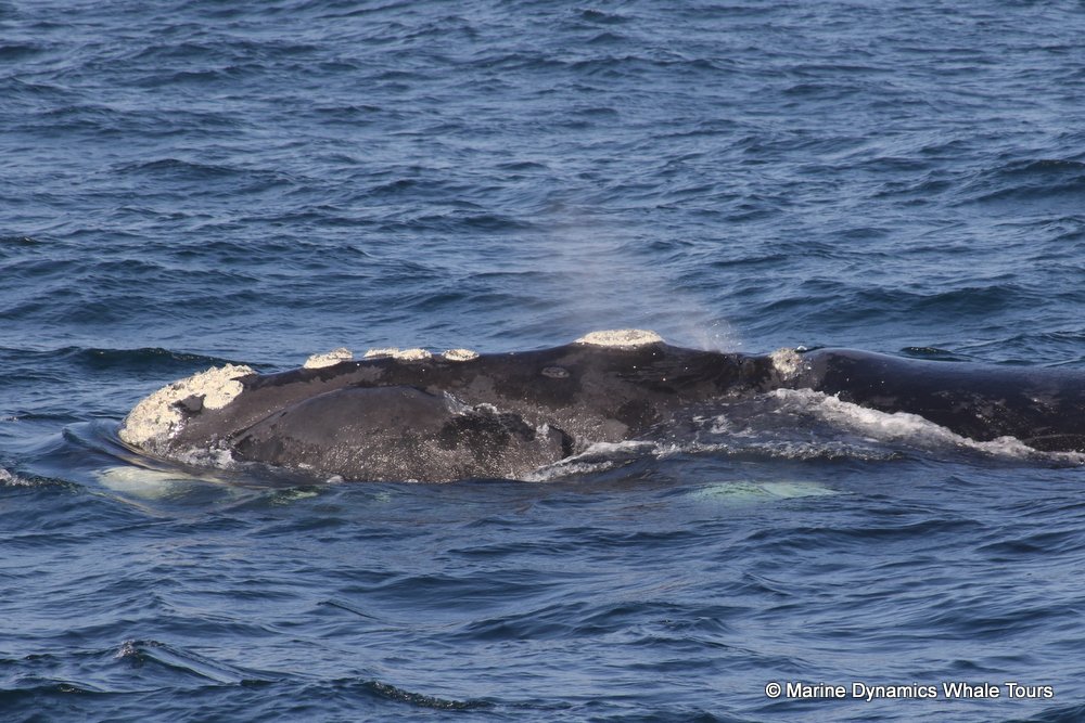 Southern right whale, whale watching, gansbaai, south africa,