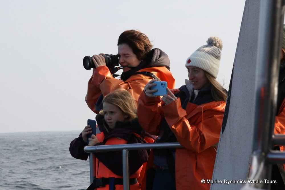 people, whale watching, gansbaai, south africa