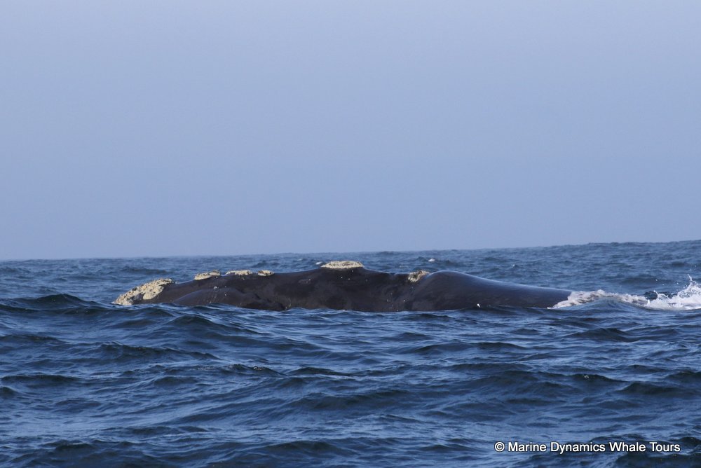 Southern right whale, whale watching, gansbaai, south africa,