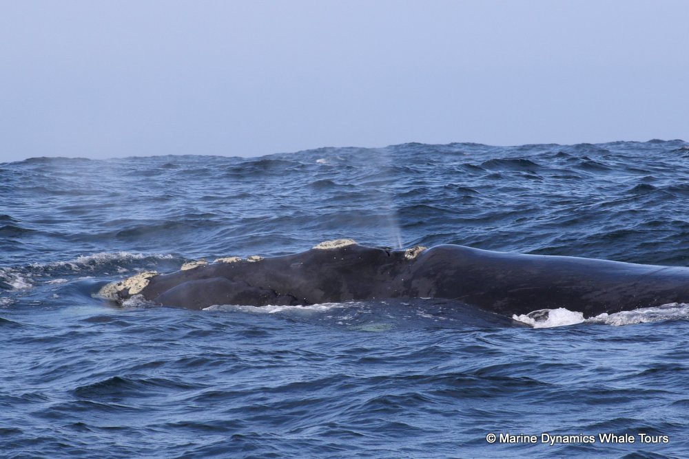 Southern right whale, whale watching, gansbaai, south africa,
