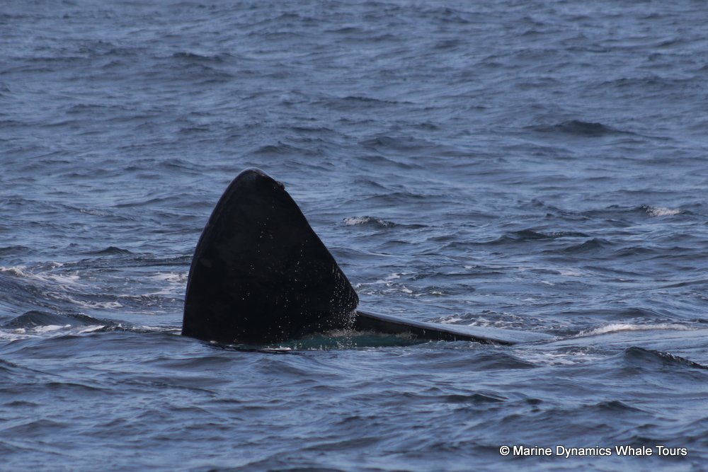 Southern right whale, whale watching, gansbaai, south africa,