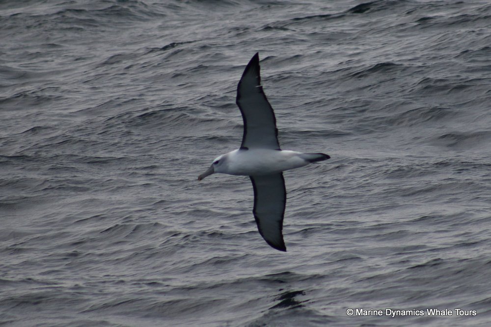 albatross, whale watching, gansbaai, south africa