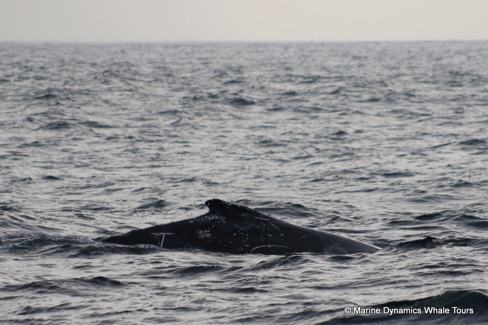 humpback whale, whale watching, gansbaai, south africa