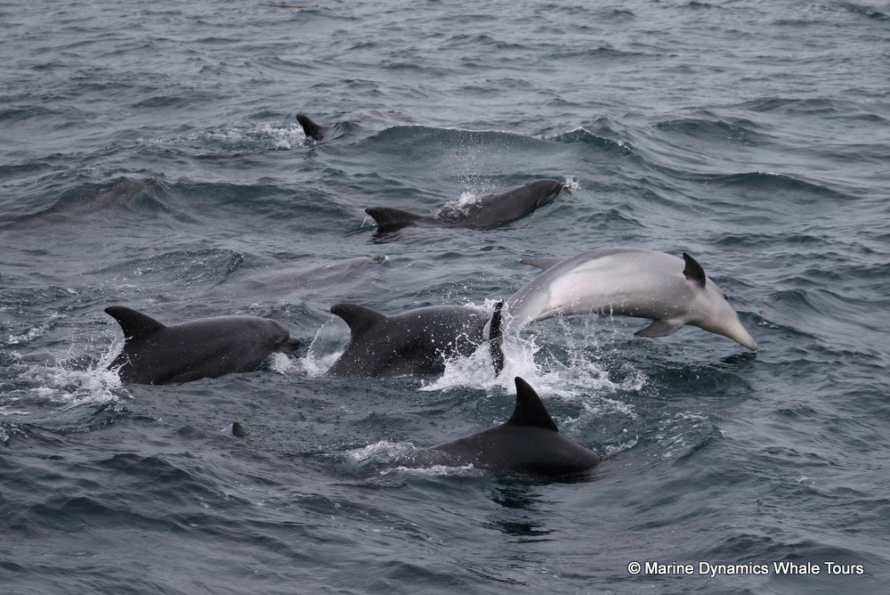 dolphin, whale watching, gansbaai, south africa,
