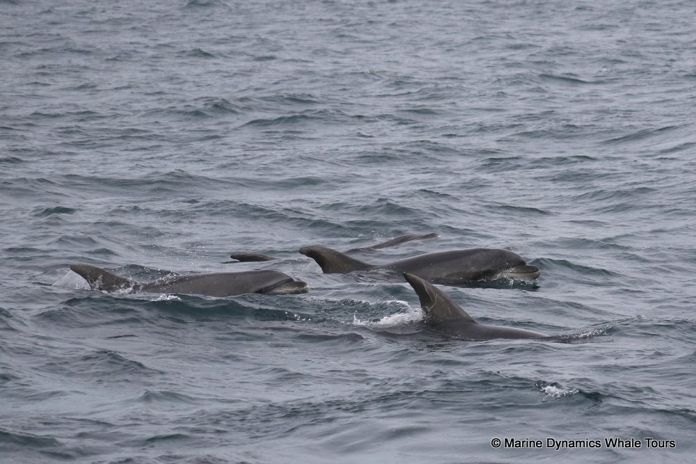 dolphin, whale watching, gansbaai, south africa,