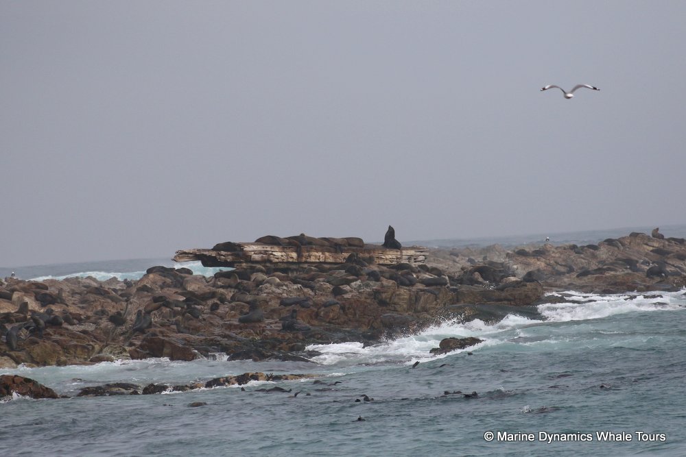 cape fur seal, whale watching, gansbaai, south africa