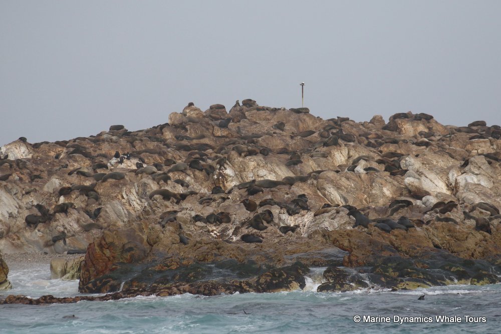 cape fur seal, whale watching, gansbaai, south africa