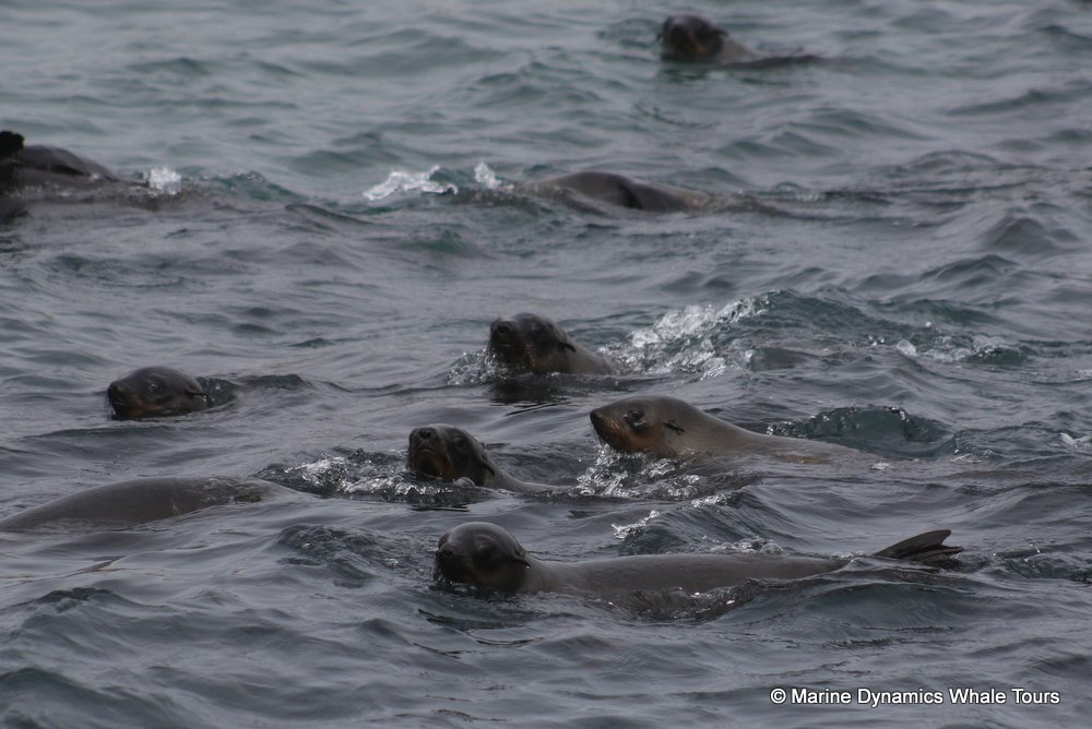cape fur seal, whale watching, gansbaai, south africa
