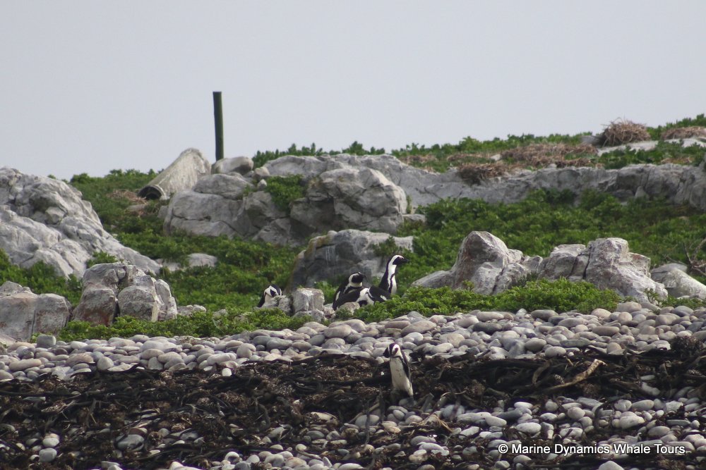 penguins, whale watching, gansbaai, south africa,