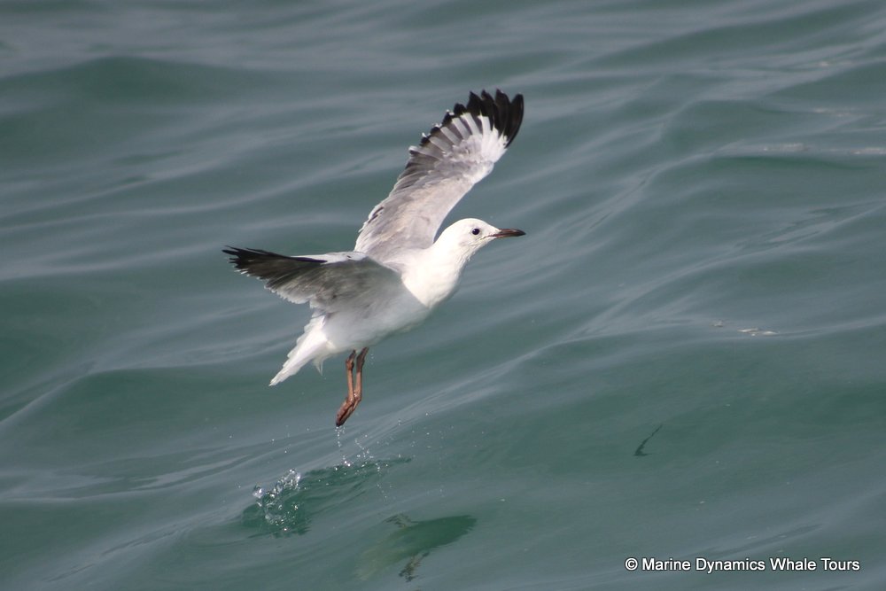 gull, whale watching, gansbaai, south africa,
