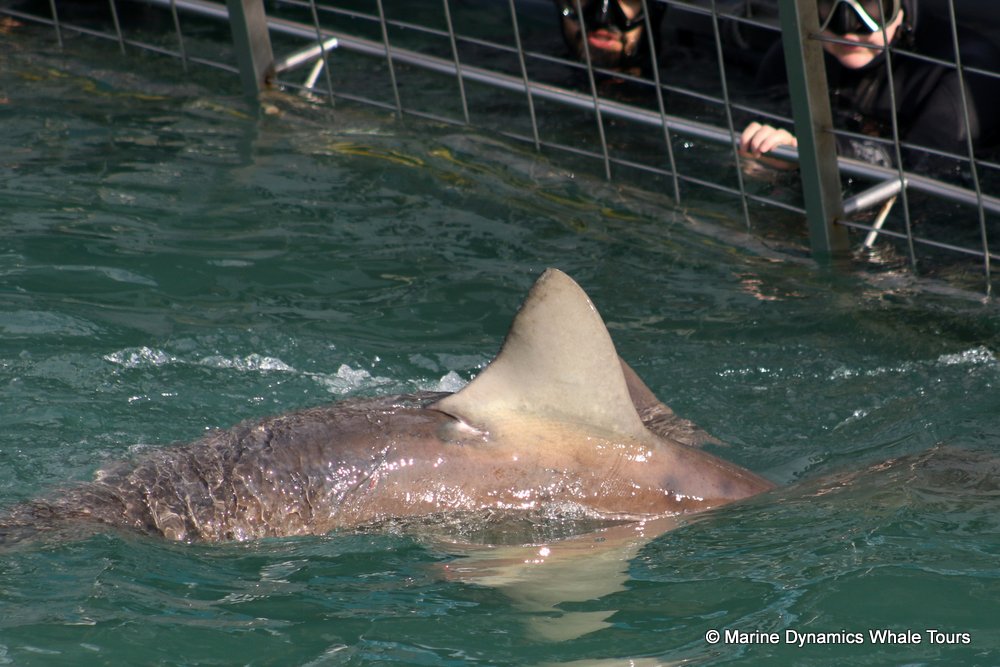 bronze whaler shark, whale watching, gansbaai, south africa,