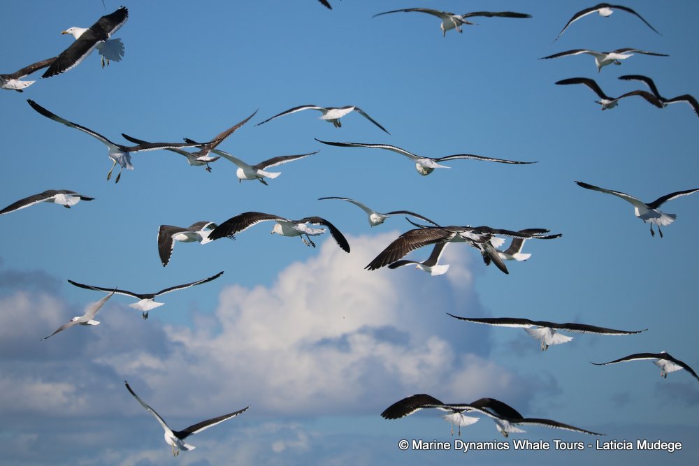 gull, whale watching, gansbaai, south africa,