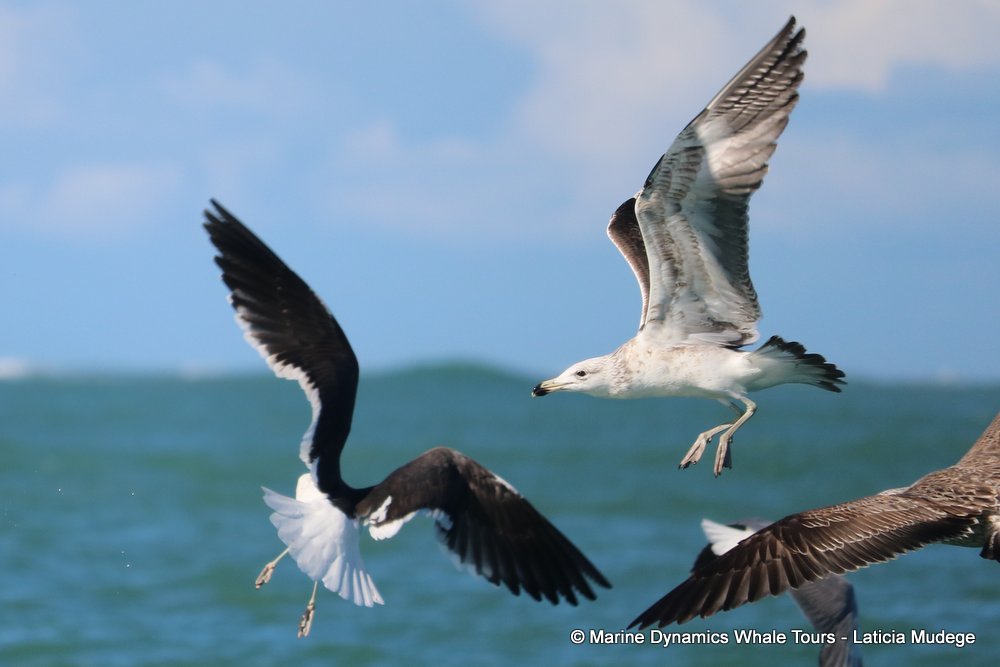 gull, whale watching, gansbaai, south africa,