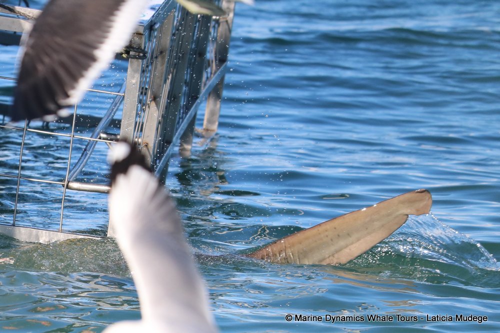 bronze whaler shark, whale watching, gansbaai, south africa,