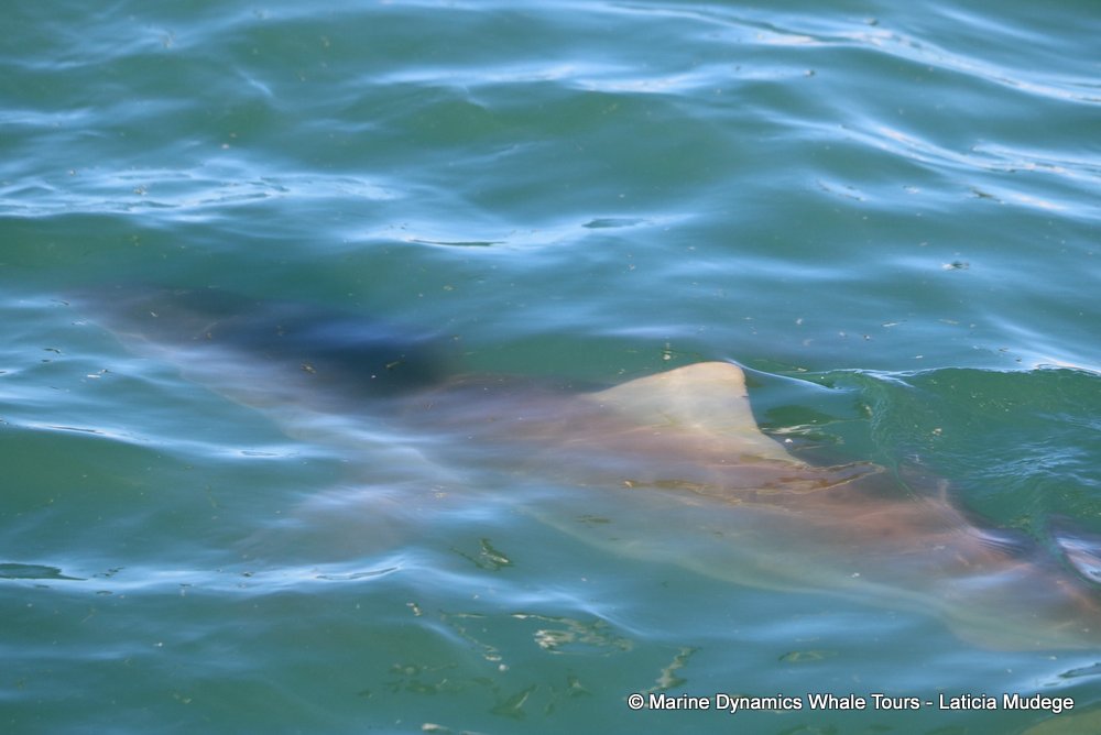 bronze whaler shark, whale watching, gansbaai, south africa,