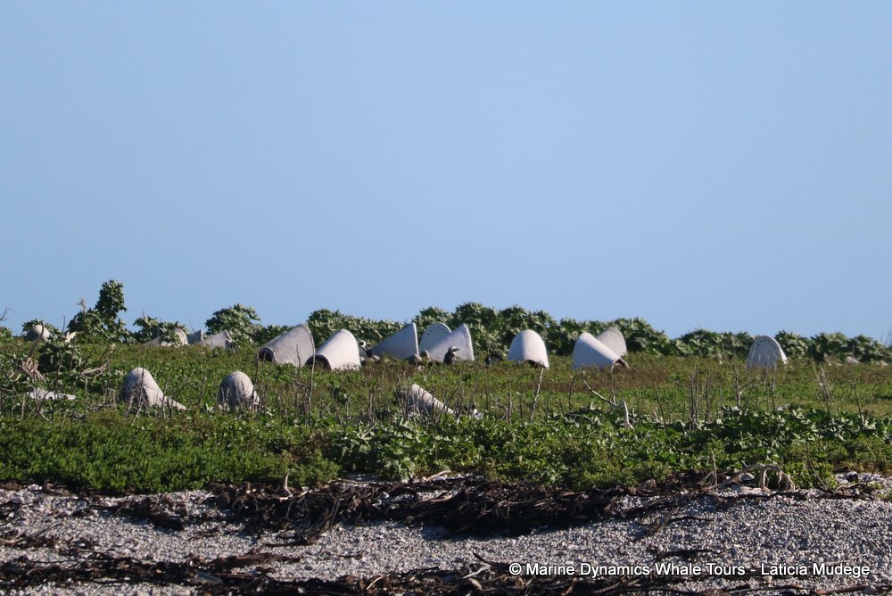 dyer island, whale watching, gansbaai, south africa,