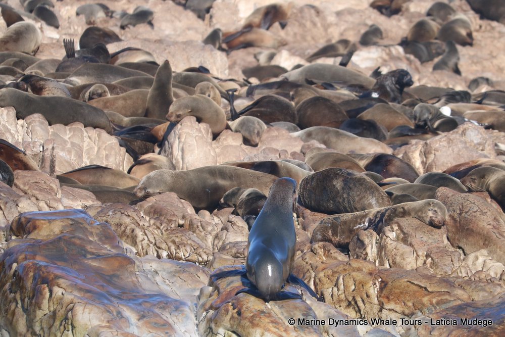 cape fur seal, whale watching, gansbaai, south africa