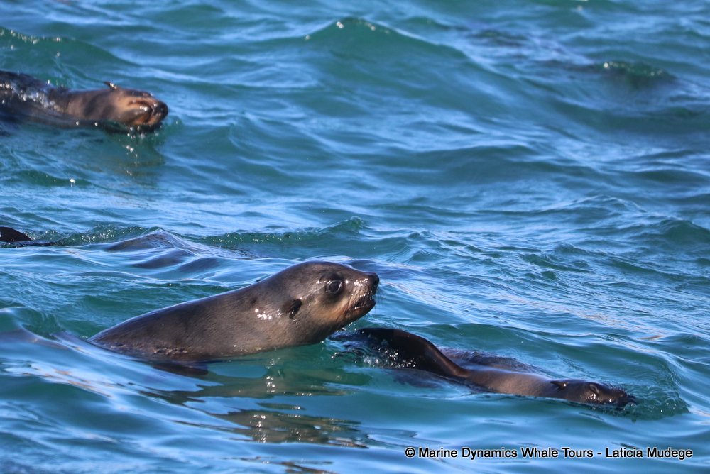 cape fur seal, whale watching, gansbaai, south africa