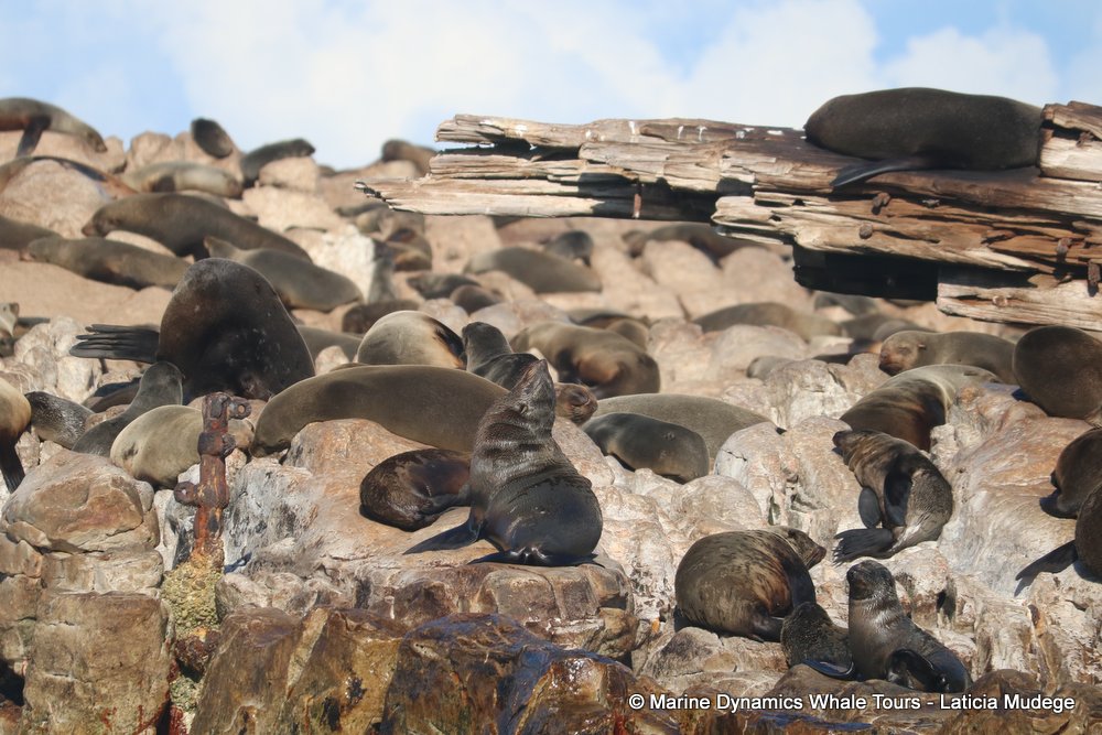 cape fur seal, whale watching, gansbaai, south africa