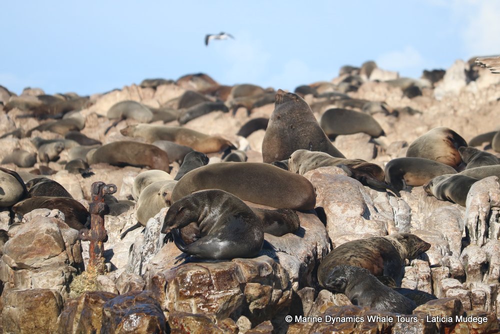 cape fur seal, whale watching, gansbaai, south africa