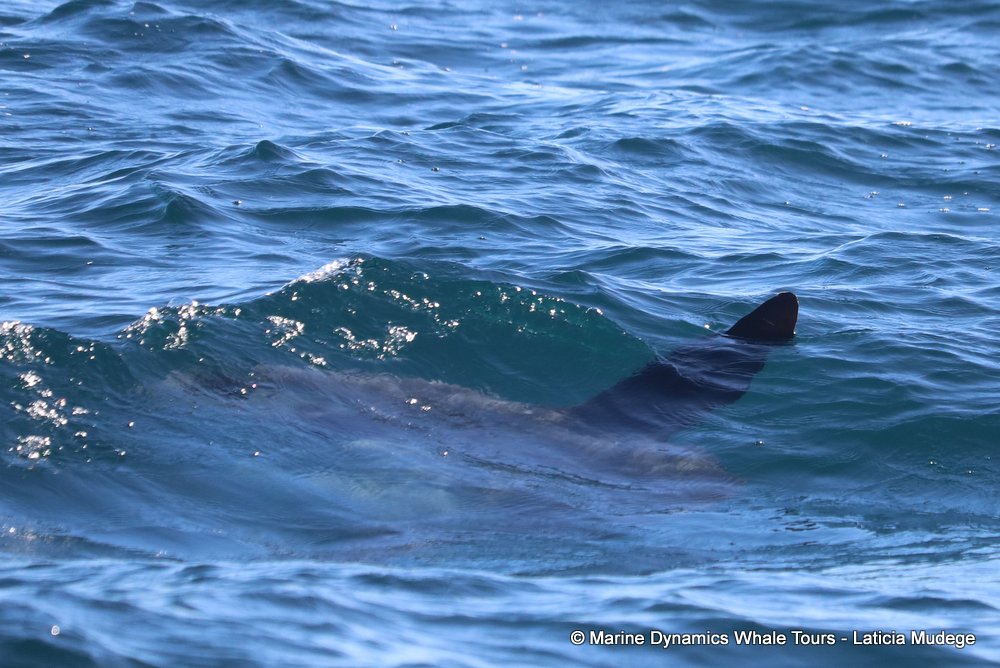sunfish, whale watching, gansbaai, south africa