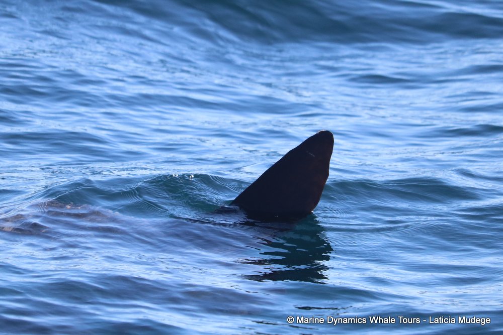 sunfish, whale watching, gansbaai, south africa