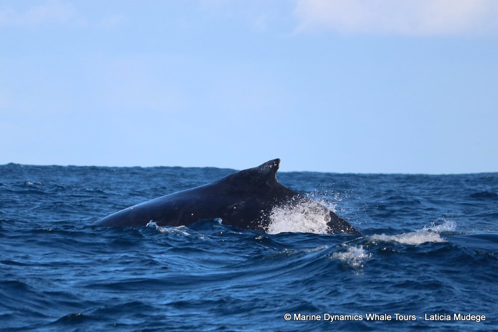 humpback whale, whale watching, gansbaai, south africa