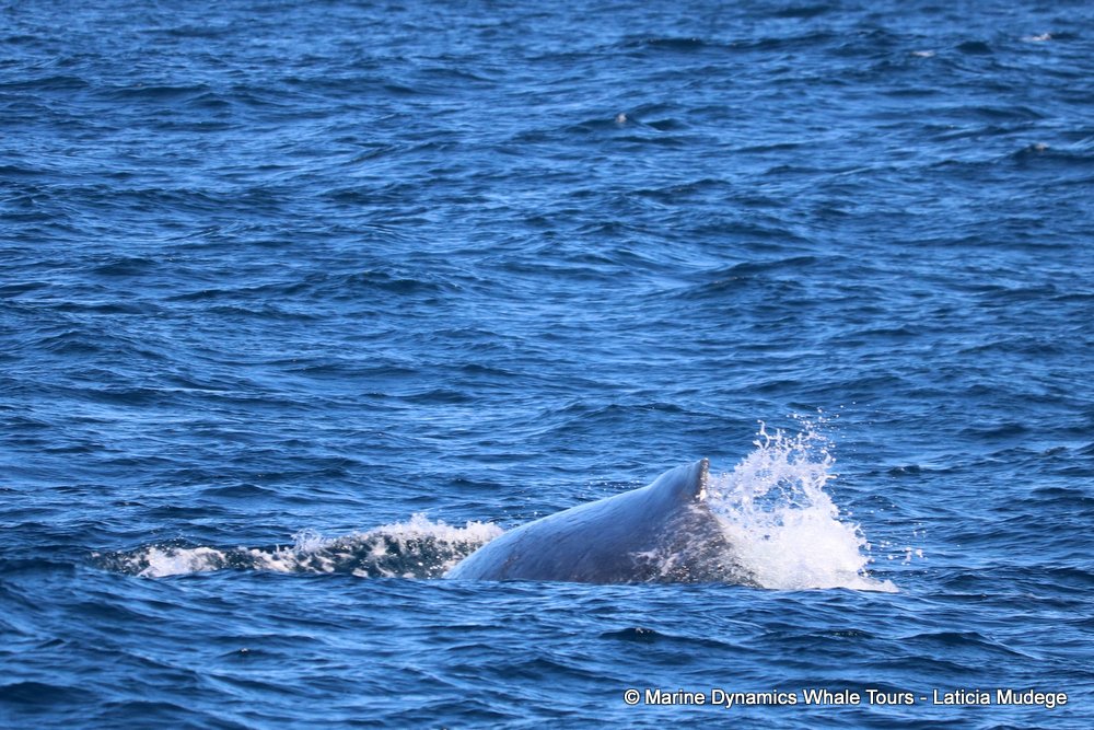 humpback whale, whale watching, gansbaai, south africa