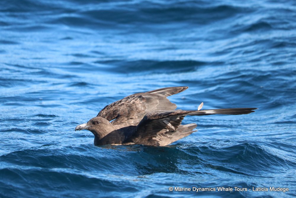 skua, whale watching, gansbaai, south africa