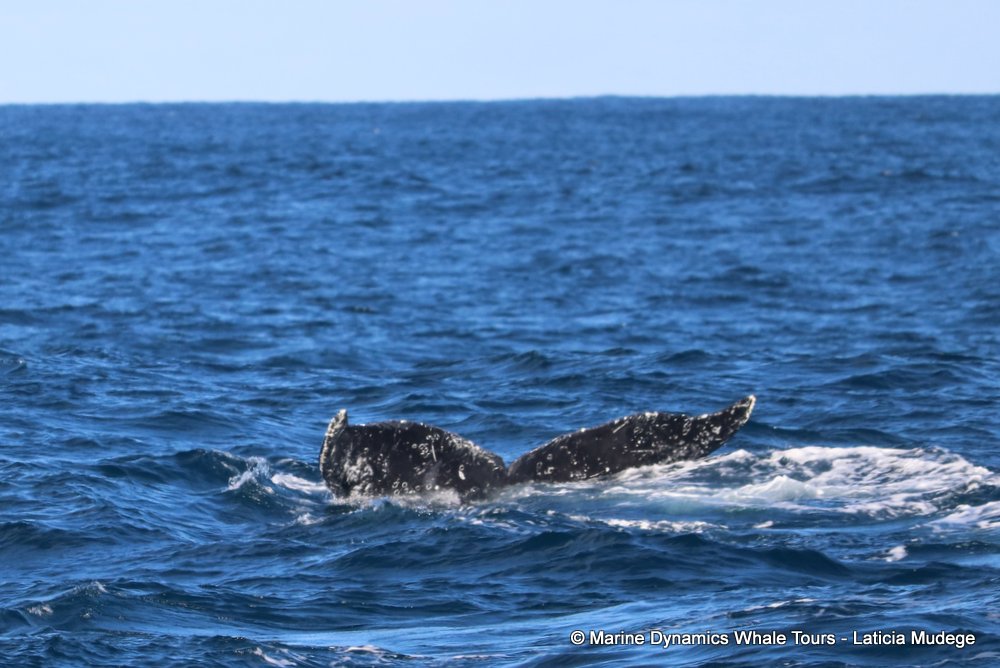 humpback whale, whale watching, gansbaai, south africa