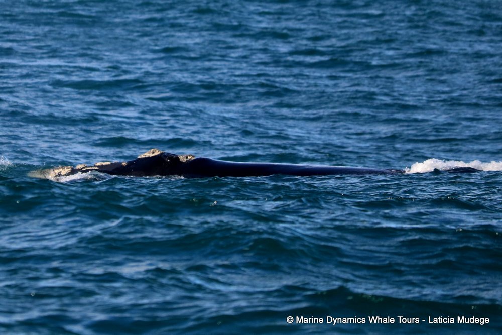 Southern right whale, whale watching, gansbaai, south africa,