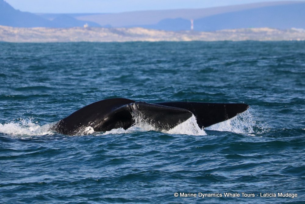 Southern right whale, whale watching, gansbaai, south africa,