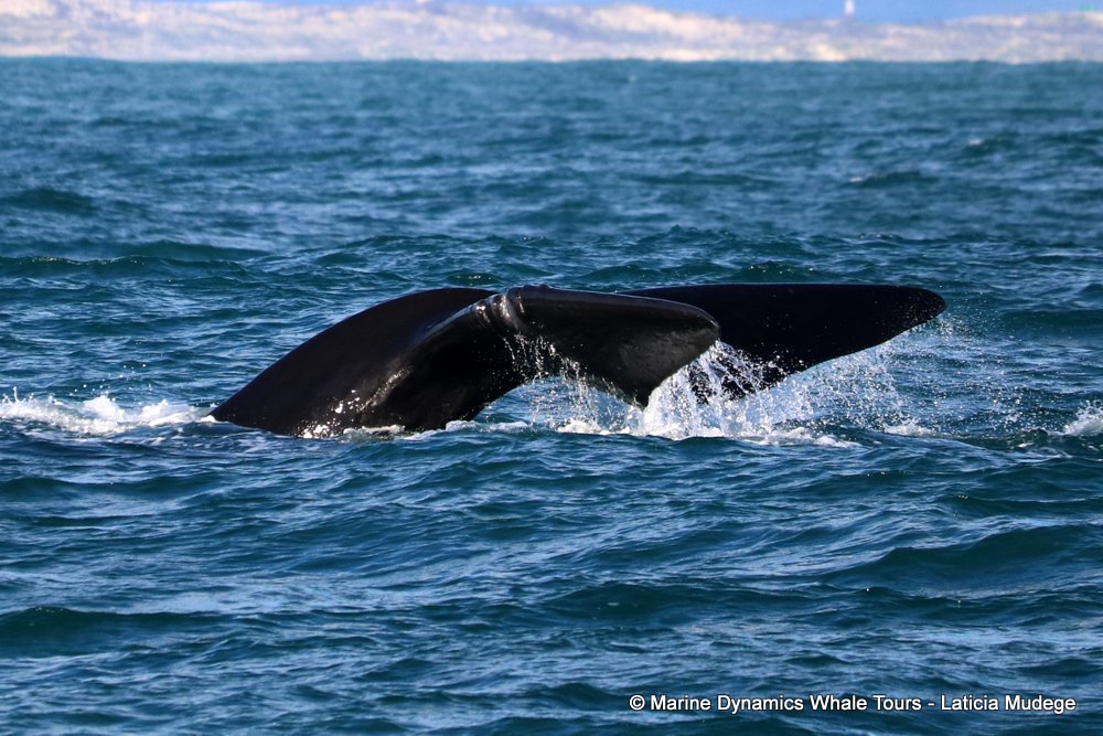 Southern right whale, whale watching, gansbaai, south africa,