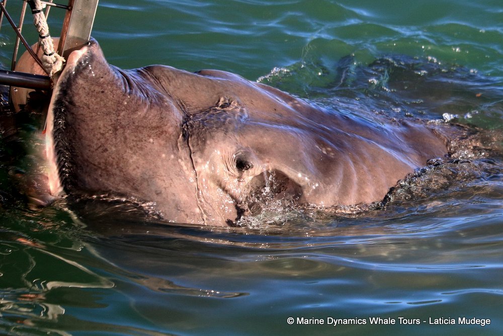 Stingray, whale watching, gansbaai, south africa,