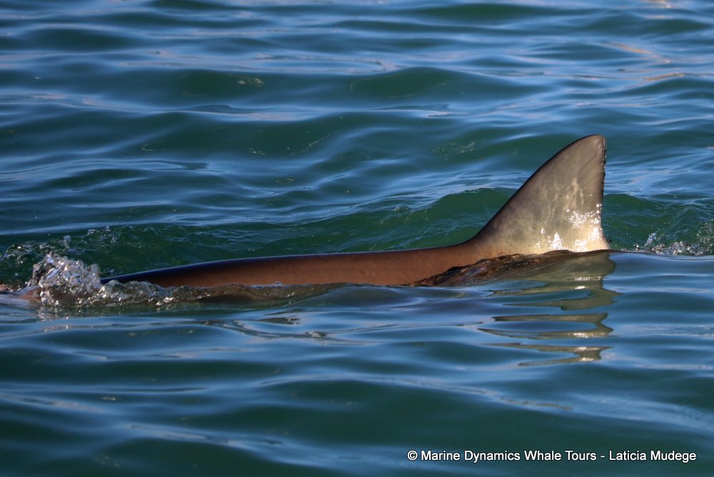 bronze whaler shark, whale watching, gansbaai, south africa,