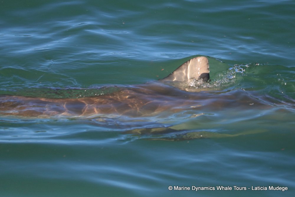 bronze whaler shark, whale watching, gansbaai, south africa,