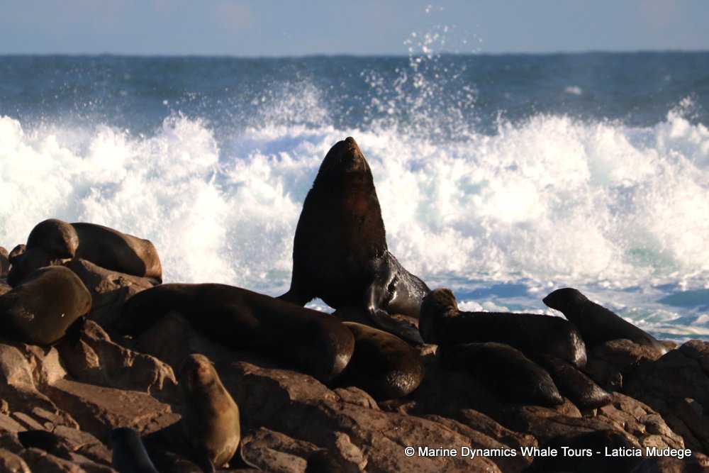 cape fur seal, whale watching, gansbaai, south africa