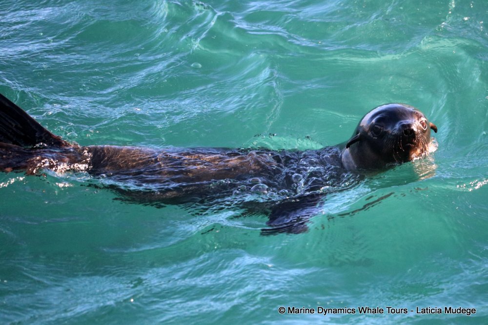 cape fur seal, whale watching, gansbaai, south africa