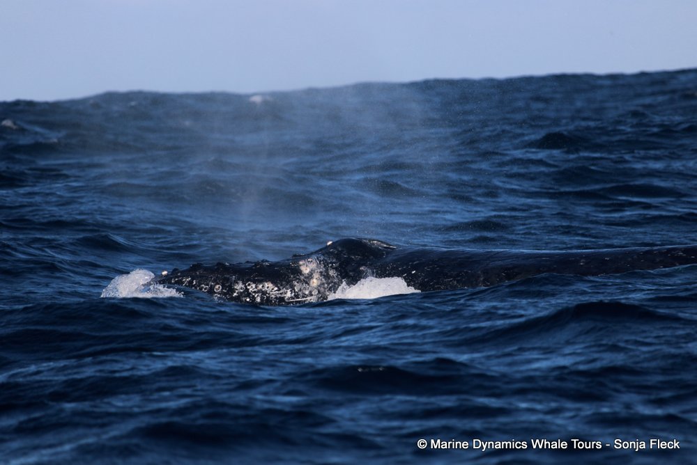 humpback whale, whale watching, gansbaai, south africa
