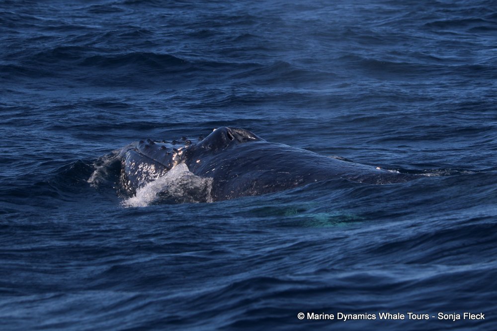 humpback whale, whale watching, gansbaai, south africa