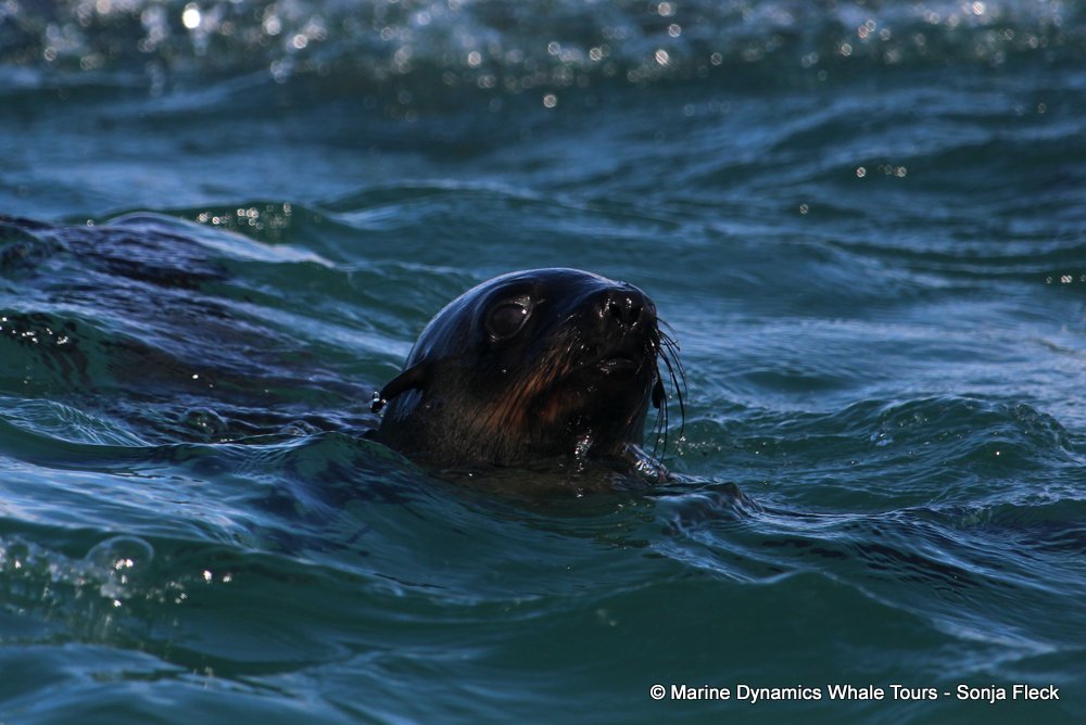 cape fur seal, whale watching, gansbaai, south africa
