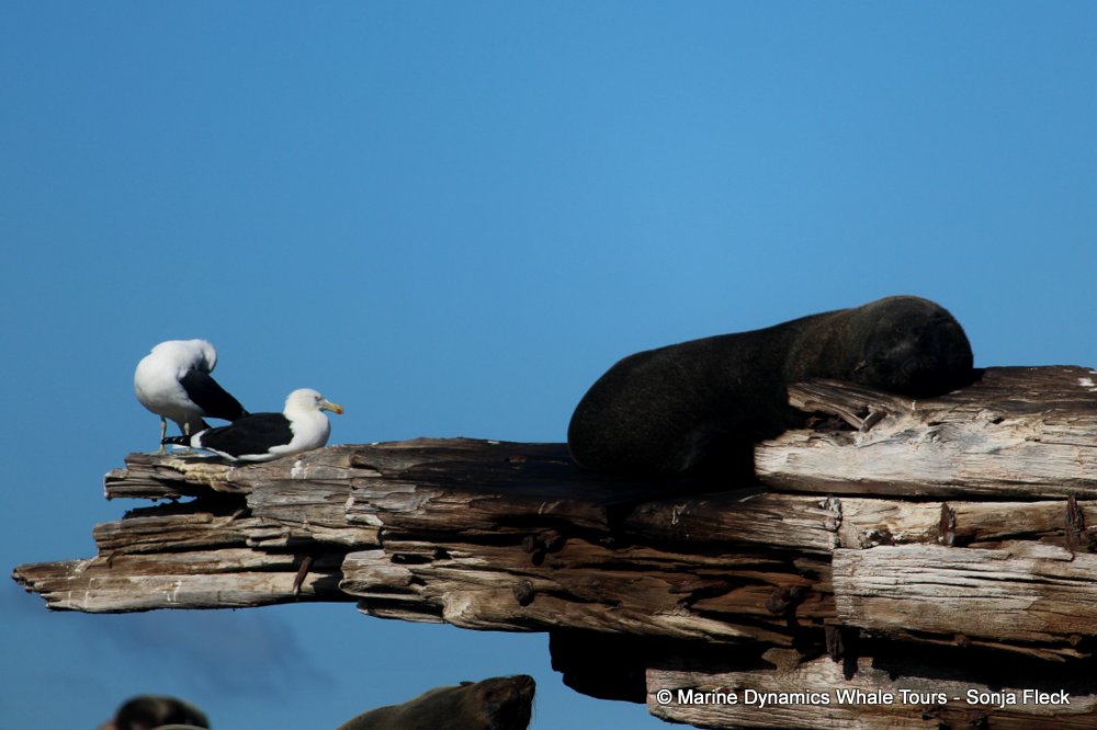 cape fur seal, whale watching, gansbaai, south africa
