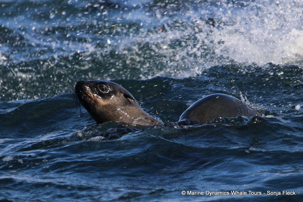 cape fur seal, whale watching, gansbaai, south africa