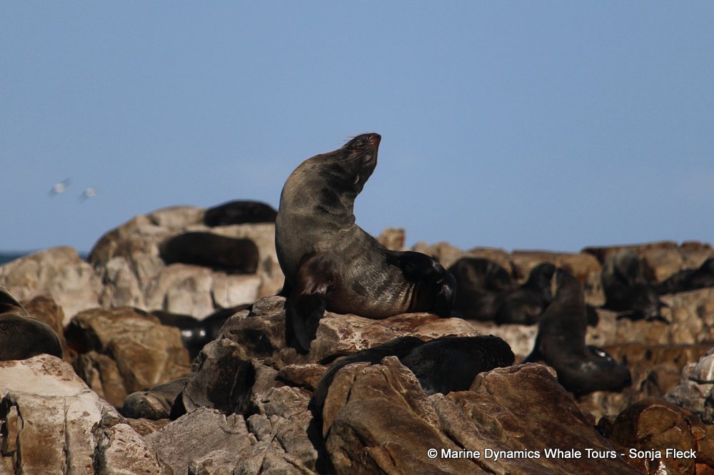 cape fur seal, whale watching, gansbaai, south africa