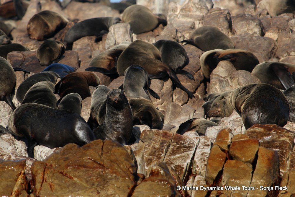 cape fur seal, whale watching, gansbaai, south africa