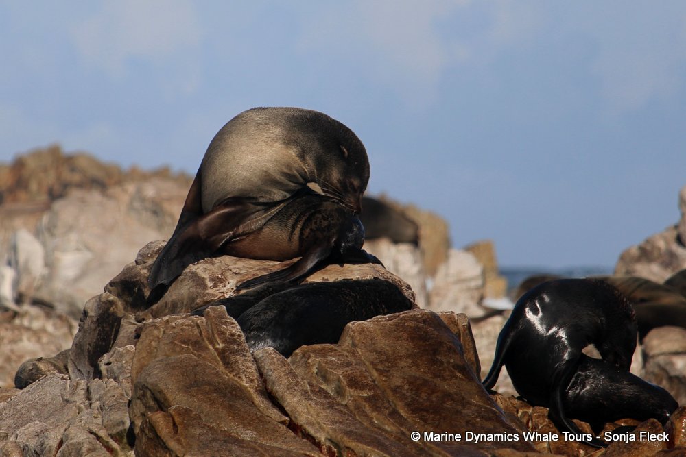cape fur seal, whale watching, gansbaai, south africa
