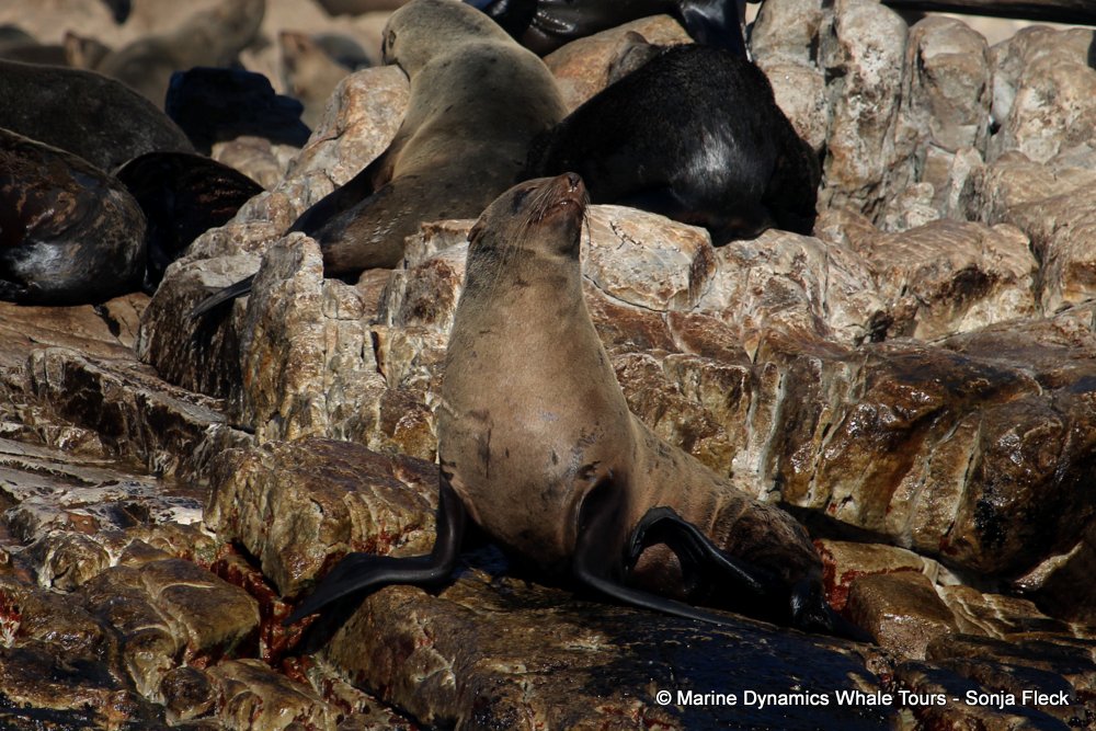 cape fur seal, whale watching, gansbaai, south africa