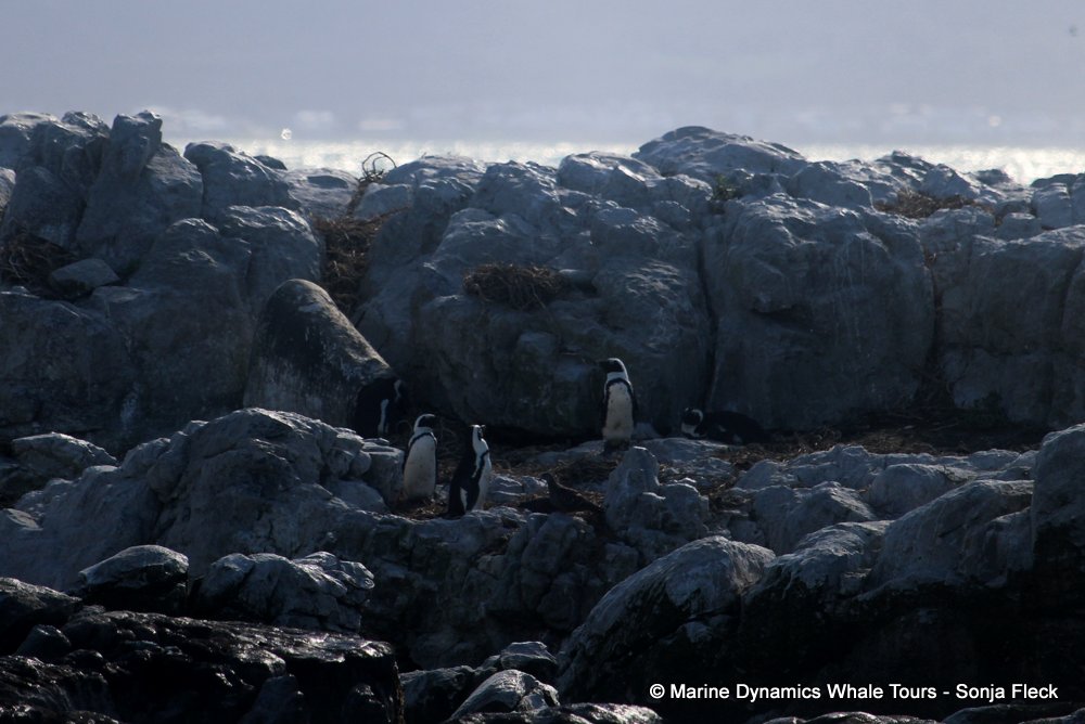 african penguin, whale watching, gansbaai, south africa