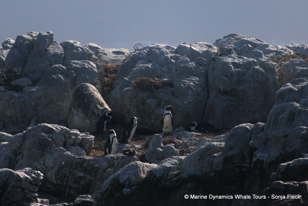 african penguin, whale watching, gansbaai, south africa
